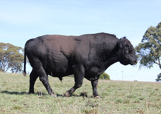 Black-Angus-Cattle-South-Australia-Tantivy
