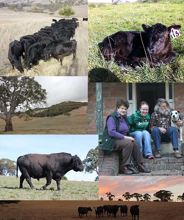 tantivy-angus-cattle-mount-barker
